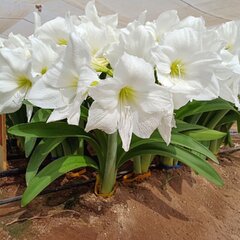 Amaryllis '17-1375' - zornica m - Amaryllis '17-1375'
