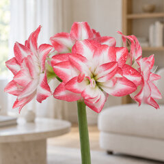 Amaryllis 'blossom peacock' - zornica 30/32 - Amaryllis 'Blossom Peacock' 