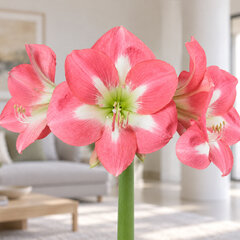 Amaryllis 'cape horn' - zornica 30/32 - Amaryllis 'Cape Horn' 