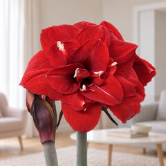 Amaryllis 'double king' - zornica 30/32 - Amaryllis 'Double King' 