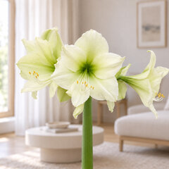 Amaryllis 'luna' - zornica 30/32 - Amaryllis 'Luna' 