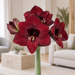 Amaryllis 'mandela' - zornica 36/38 - Amaryllis 'Mandela'