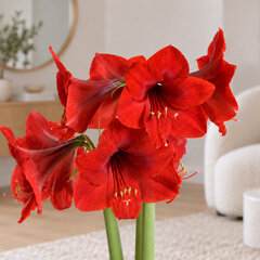 Amaryllis 'olaf' - zornica 30/32 - Amaryllis 'Olaf'