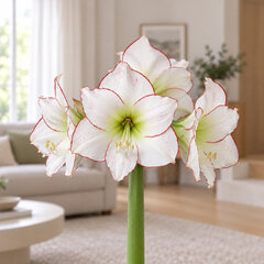 Amaryllis 'picasso' - zornica 30/32 - Amaryllis 'Picasso'