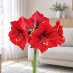 Amaryllis 'red heart' - zornica 30/32 - Amaryllis 'Red Heart' 