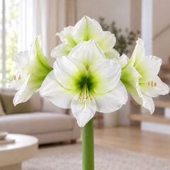 Amaryllis 'siberia' - zornica 30/32 - Amaryllis 'Siberia'