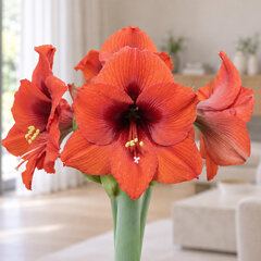 Amaryllis 'souvereign' - zornica 30/32 - Amaryllis 'Souvereign' 