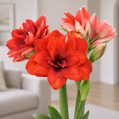 Amaryllis 'tika dragon' - zornica 30/32 - Amaryllis 'Tika Dragon'