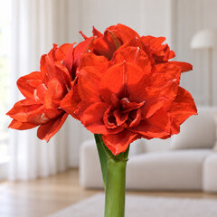 Amaryllis 'tika magic' - zornica 36/38 - Amaryllis 'Tika Magic'