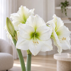 Amaryllis 'white candle' - zornica 30/32 - Amaryllis 'White Candle' 