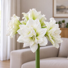 Amaryllis 'white symphony' - zornica 30/32 - Amaryllis 'White Symphony'