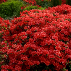 Azalea 'hot shot' - azalka stálozelená k2l - Azalea 'Hot Shot' - azalka stálozelená K2L 2_