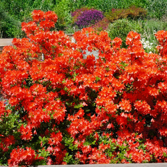 Azalea 'hotspur red' - azalka opadavá k2l - Azalea 'Hotspur Red' - azalka opadavá K2L 2