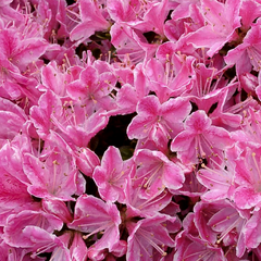 Azalea 'kermesina' - azalka stálozelená k2l - Azalea 'Kermesina' - azalka stálozelená K2L 1_