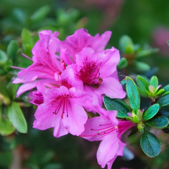 Azalea 'königstein' - azalka stálozelená k2l - Azalea 'Königstein' - azalka stálozelená K2L 1_
