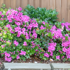 Azalea 'königstein' - azalka stálozelená k2l - Azalea 'Königstein' - azalka stálozelená K2L 2