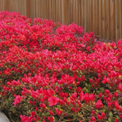 Azalea 'moederkensdag' - azalka stálozelená k2l - Azalea 'Moederkensdag' - azalka stálozelená K2L 3