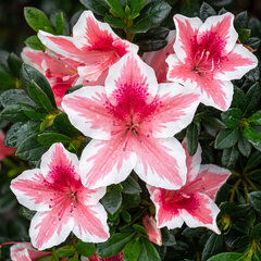 Azalea 'mrs gerard' - azalka k1l - Azalea 'Mrs Gerard'