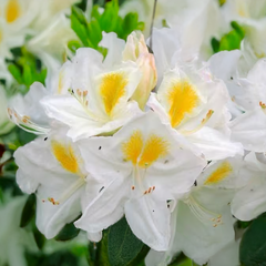 Azalea 'persil' - azalka opadavá k2l - Azalea 'Persil' - azalka opadavá K2L 1_