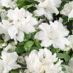 Azalea 'pleasant white' - azalka stálozelená k2l - Azalea 'Pleasant White' - azalka stálozelená K2L 1