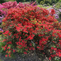 Azalea 'red' - azalka k1l - Azalea 'Red'