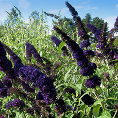 Buddleja 'black knight' - budleja - Buddleja 'Black Knight' 