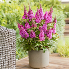 Buddleja 'butterfly cerise' - budleja - 6254706 Buddleja 'Butterfly Cerise' 02