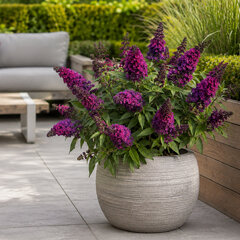 Buddleja 'butterfly magenta' - budleja - Buddleja 'Butterfly Magenta' 