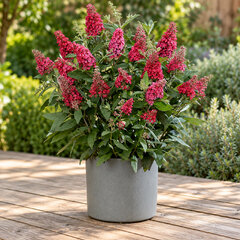 Buddleja 'butterfly ruby' - budleja - Buddleja 'Butterfly Ruby' 