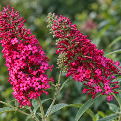 Buddleja 'prince charming' - budleja - Buddleja 'Prince Charming' 