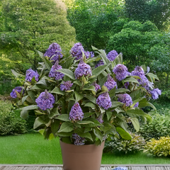 Buddleja 'rockstars blue' - budleja - Buddleja 'Rockstars Blue' - budleja 2