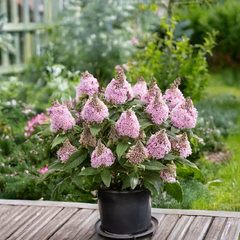 Buddleja 'rockstars pink' - budleja - Buddleja 'Rockstars Pink' - budleja 2