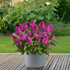 Buddleja 'rockstars red' - budleja - Buddleja 'Rockstars Red' - budleja 2