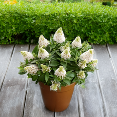 Buddleja 'rockstars white' - budleja - Buddleja 'Rockstars White' - budleja 1