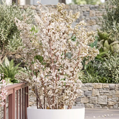Callicarpa 'magical snow queen' - krásnoplod - Callicarpa 'Magical Snow Queen'