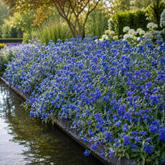 Caryopteris 'blauer spatz' - bradavec - Caryopteris 'Blauer Spatz' 