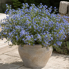 Ceanothus 'blue diamond' - ceanot k2l - Ceanothus 'Blue Diamond' 1