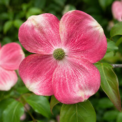 Cornus 'soleil rouge' - drieň k1l - Cornus 'Soleil Rouge' 