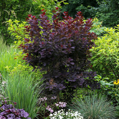 Cotinus 'royal purple' - škumpa k1l - Cotinus 'Royal Purple'