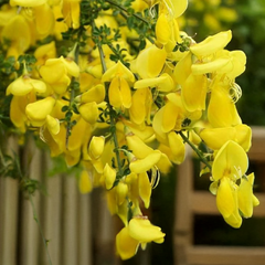 Cytisus 'vanesse' - zanoväť k1l - Cytisus 'Vanesse' 2