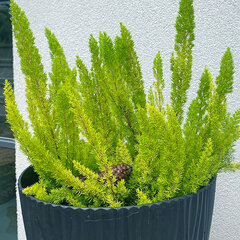 Erica 'albert's gold' - vresovec - EricaAlberts_Gold1