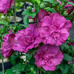 Hibiscus 'magenta chiffon' - ibištek - 3252523 Hibiscus 'Magenta Chiffon' 03