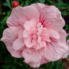 Hibiscus 'pink chiffon' - ibištek - 3252522 Hibiscus 'Pink Chiffon' 01