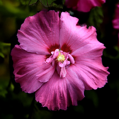 Hibiscus 'walberton lunar rhapsody' - ibištek - Hibiscus 'Walberton Lunar Rhapsody' - ibištek 1