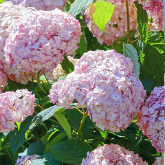 Hydrangea 'candybelle bubblegum' - hortenzia - 82402024 Hydrangea arborescens 'Candybelle Bubblegum' 04