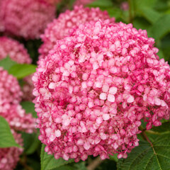 Hydrangea 'candybelle sorbet' - hortenzia - Hydrangea 'Candybelle Sorbet' 