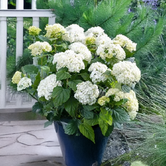 Hydrangea 'flowerwow' - hortenzia - Hydrangea 'FlowerWOW' - hortenzia 2
