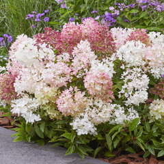 Hydrangea 'groundbreaker blush' - hortenzia k1,5l - Hydrangea 'Groundbreaker Blush'