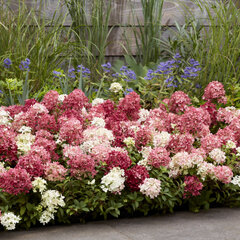 Hydrangea 'groundbreaker ruby' - hortenzia k1,5l (kópia) - Hydrangea 'Groundbreaker Ruby'