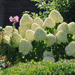 Hydrangea 'hercules' - hortenzia - 8241558 Hydrangea 'Hercules' 02
